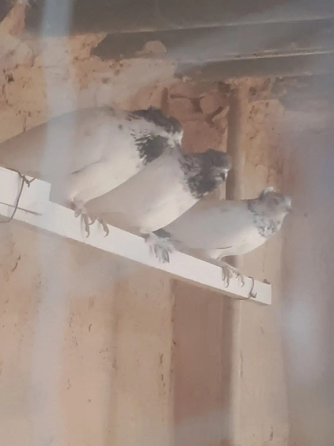 کفتر (کله دم سبز)|پرنده|قرچک, زیبا شهر|دیوار