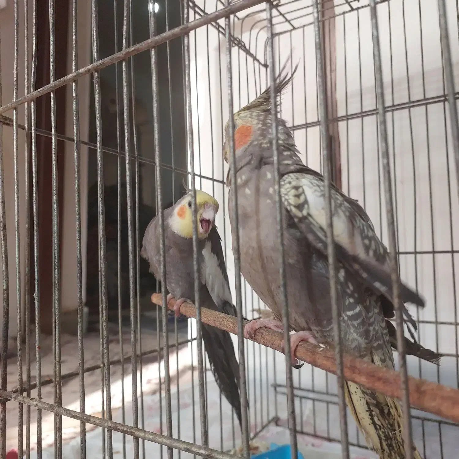 گم شده|حیوانات|کازرون, |دیوار