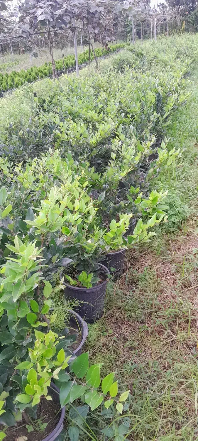 فروش یاس گلدان ۱۰|گل و گیاه طبیعی|نشتارود, |دیوار