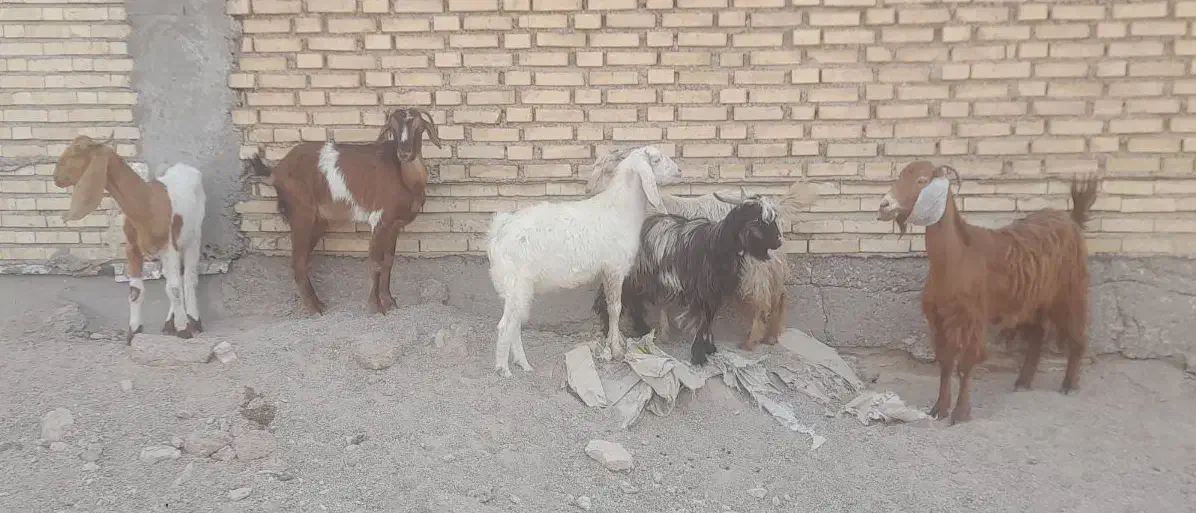 بز ۶عدد   دونر ۴ ماده|حیوانات مزرعه|شادگان, |دیوار