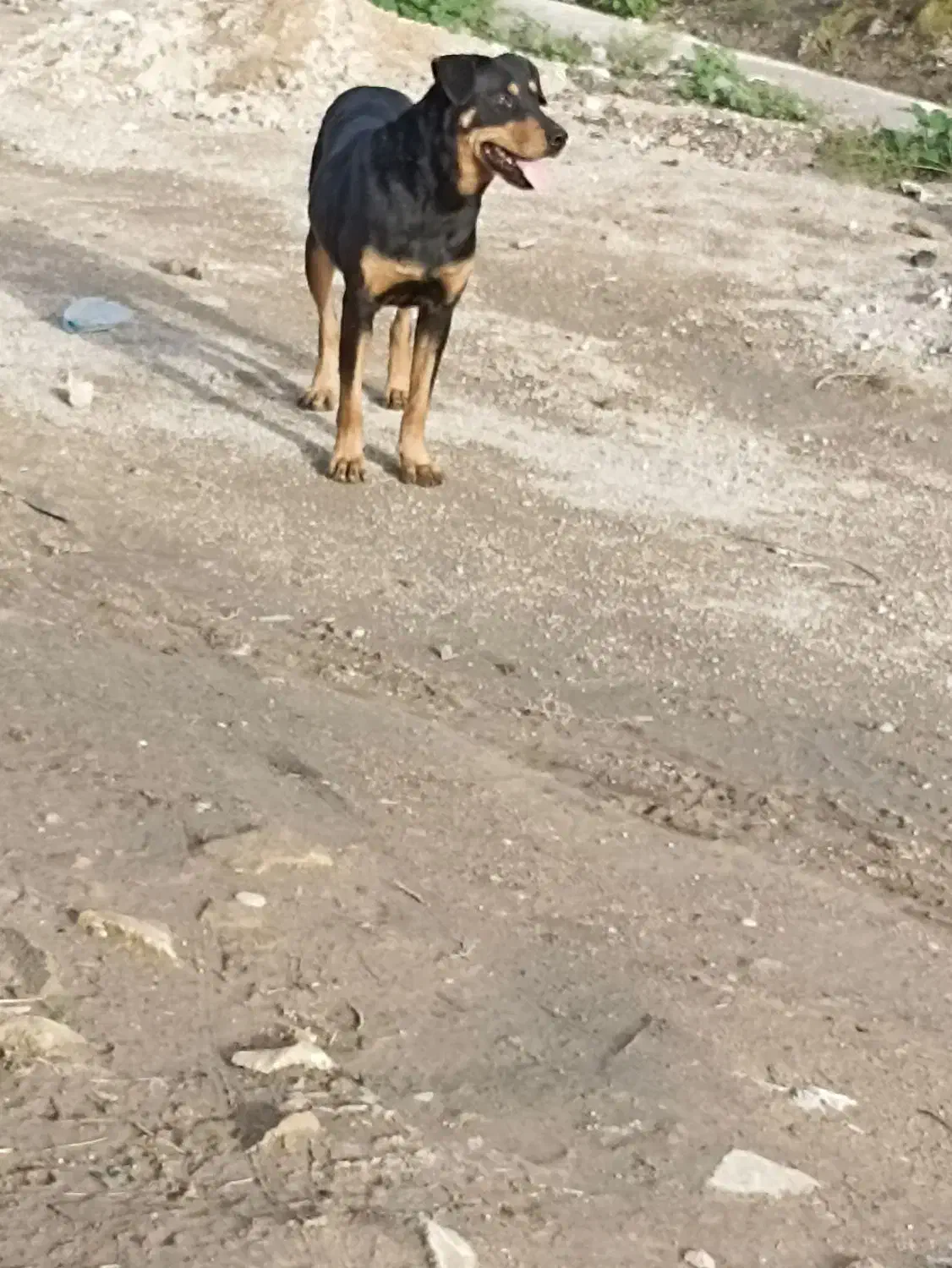 دوبرمن ماده|سگ|بهبهان, |دیوار