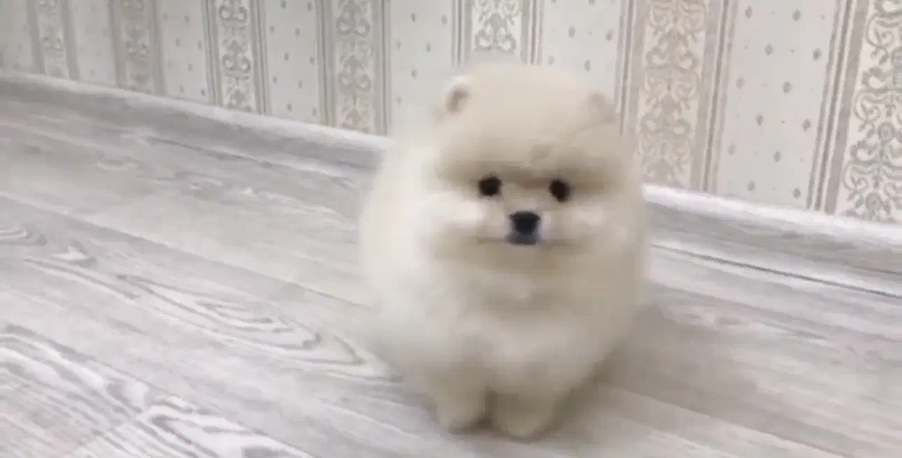 پامر خرسی|سگ|تهران, نیاوران|دیوار