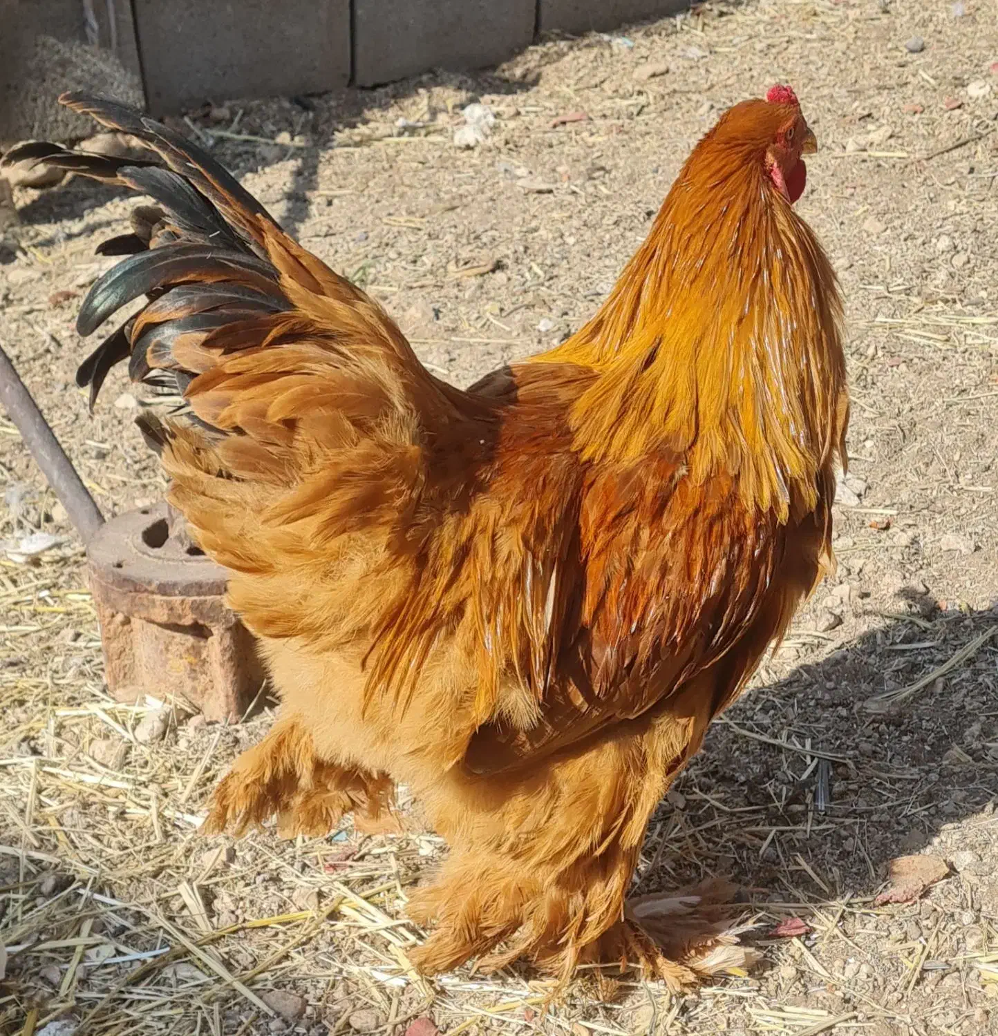 مرغ وخروس زینتی|حیوانات مزرعه|صدرا-فارس, فاز ۱|دیوار