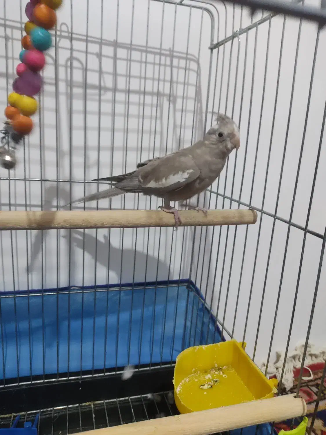 حیوانات خانگی|پرنده|بکتاش, |دیوار