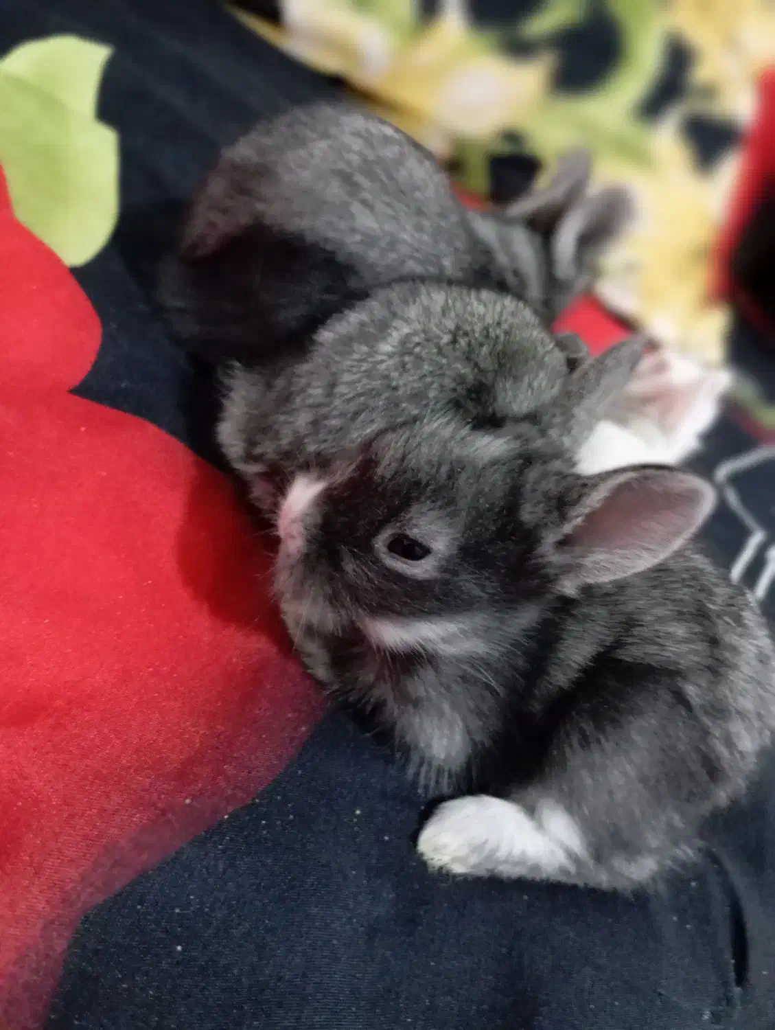 خرگوش|موش و خرگوش|ممقان, |دیوار