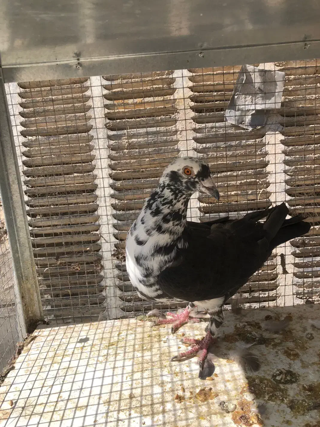 بزک سینه سفید|پرنده|شیراز, شهرک مخابرات|دیوار