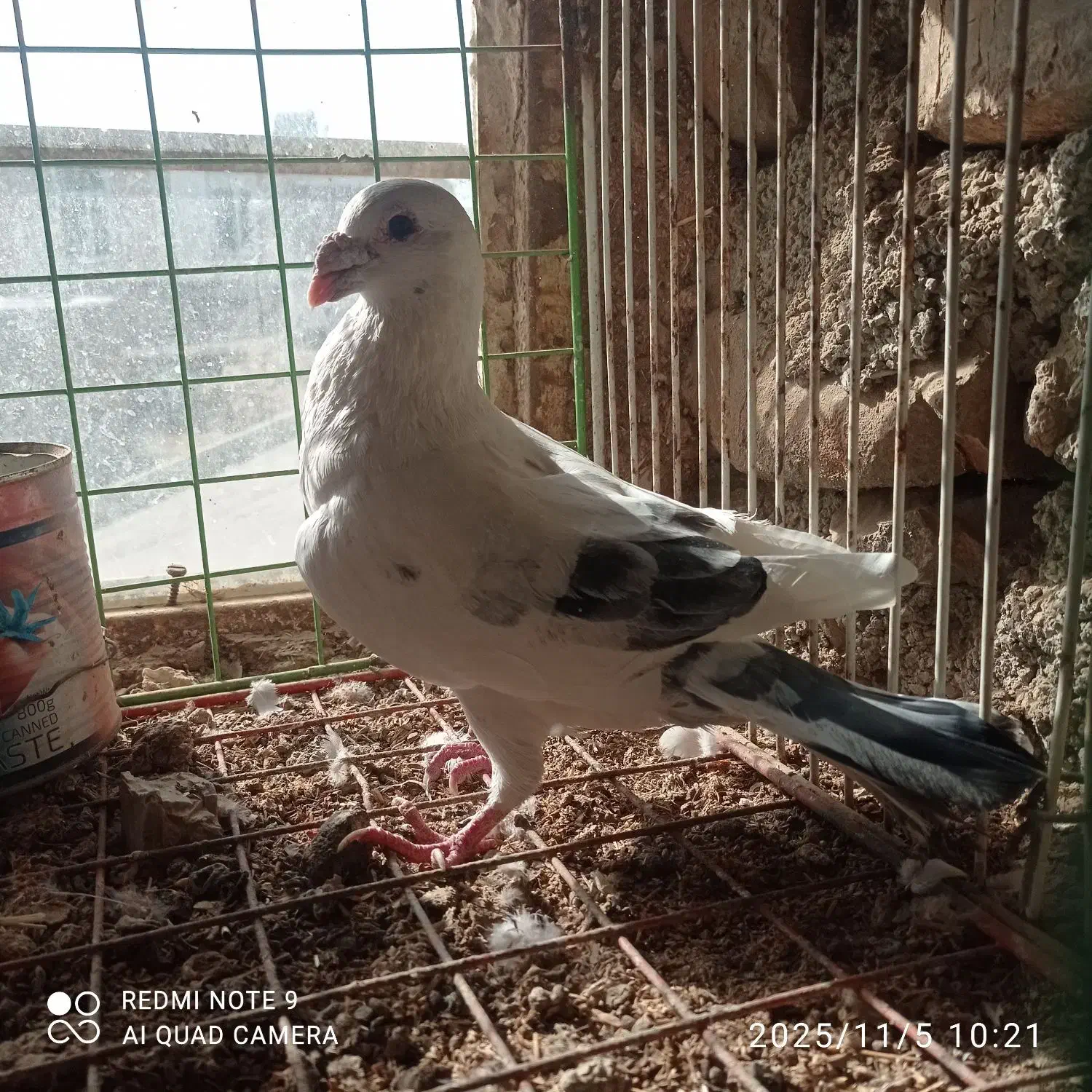 نامبر نر|پرنده|روانسر, |دیوار