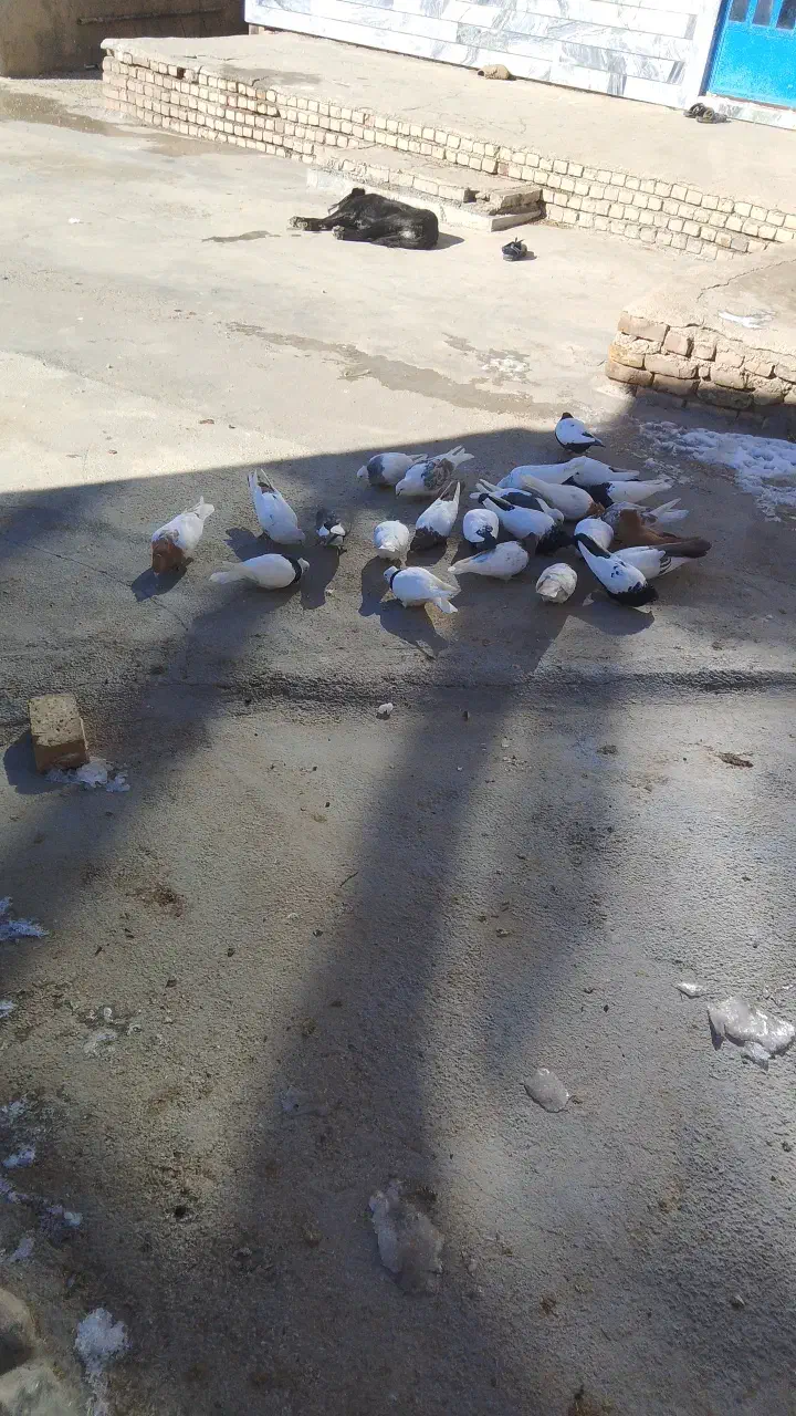 کبوتر|پرنده|زاغه, |دیوار