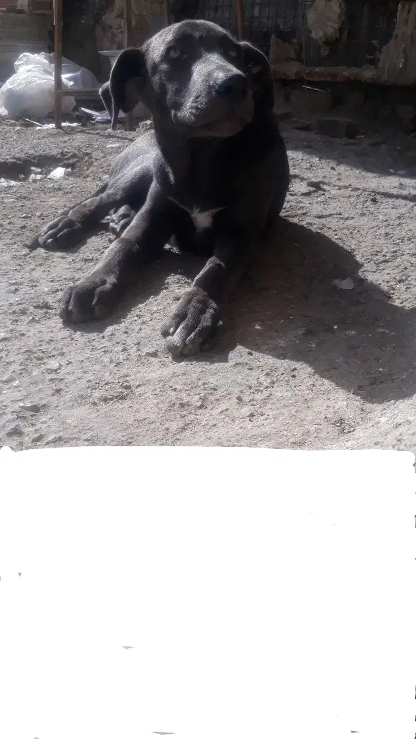 تولهدوماهه پیت بول ماده|سگ|تهران, امام زاده حسن|دیوار