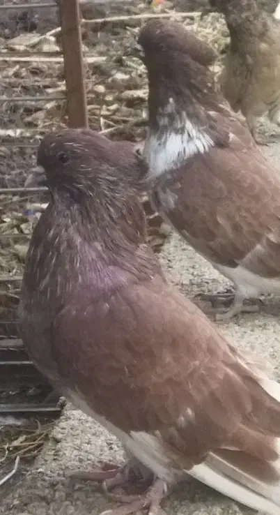 کبوتر درشت کاکلی|پرنده|فاضل آباد, |دیوار