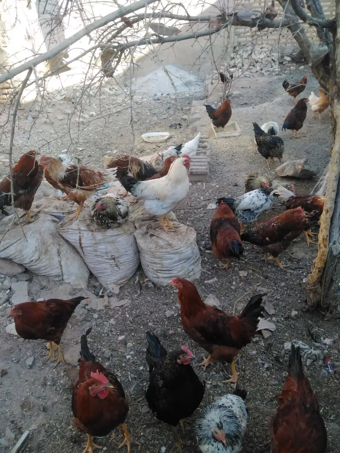 فروش خروس|حیوانات مزرعه|مشهد مرغاب, |دیوار