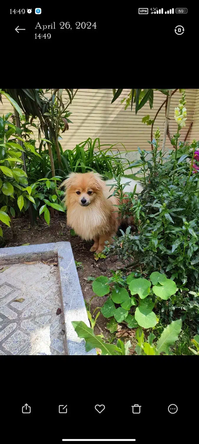 گمشده|حیوانات|اصفهان, کوی ولی عصر|دیوار