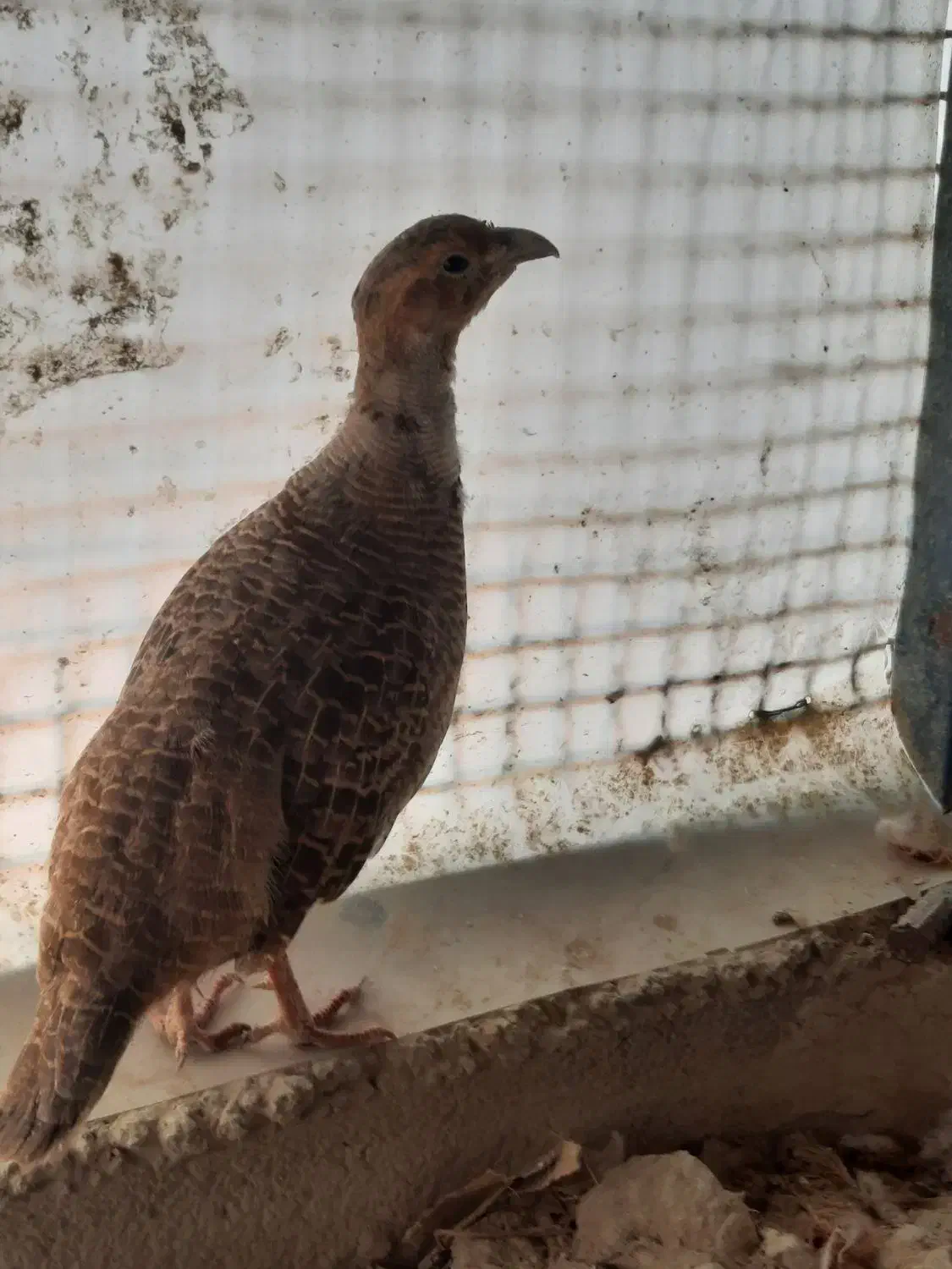 مرغ زینتی نر و جوجها|حیوانات مزرعه|چابهار, |دیوار