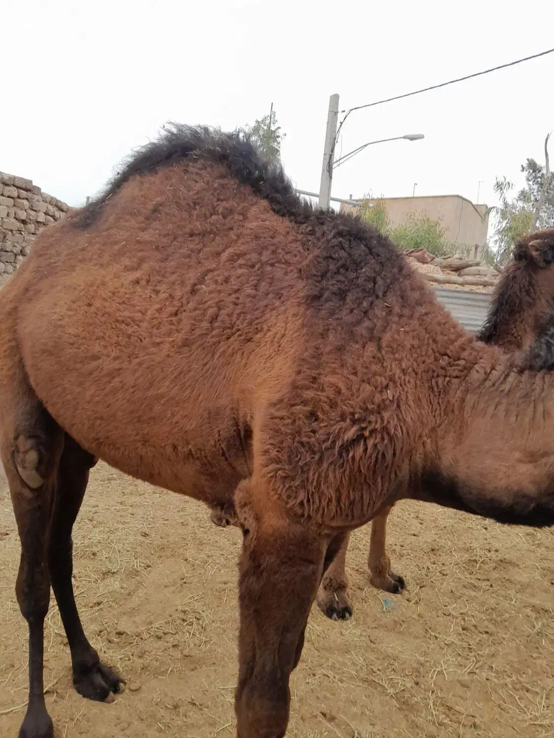 5 تا. شتر چاق|حیوانات مزرعه|قم, تعویض پلاک|دیوار
