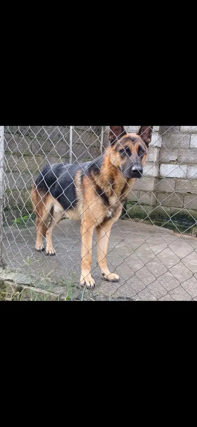 ژرمن شپرد نر|سگ|رودسر, |دیوار