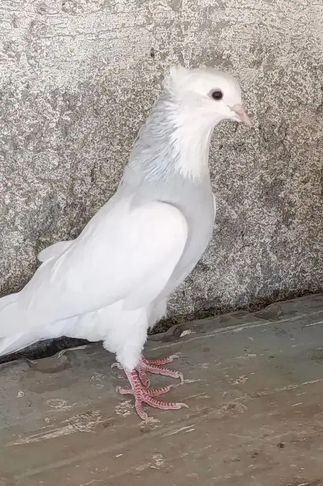 طوقی آبی|پرنده|مبارکه, |دیوار