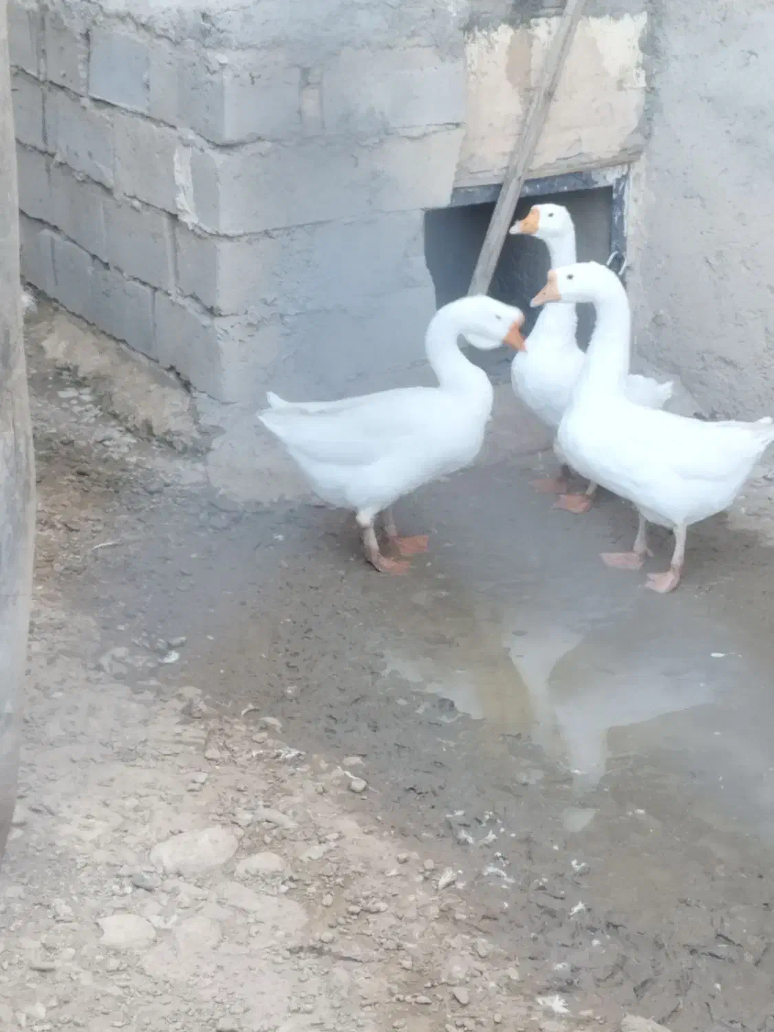 غوغاز|حیوانات مزرعه|شاهین دژ, |دیوار