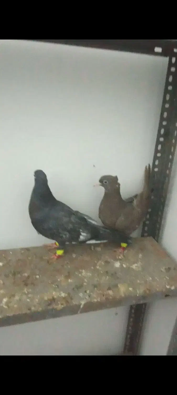 نواری|پرنده|تربت جام, مسکن مهر|دیوار