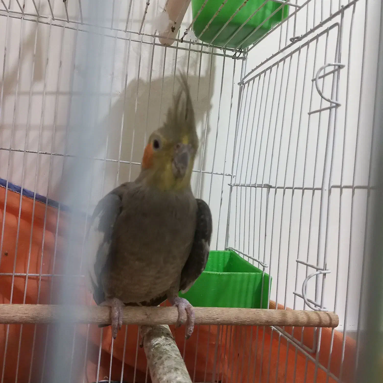 عروس هلندی و طوطی برزیلی|پرنده|همدان, |دیوار