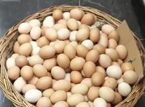 تخم مرغ خانگی|خوردنی و آشامیدنی|نصر آباد, |دیوار