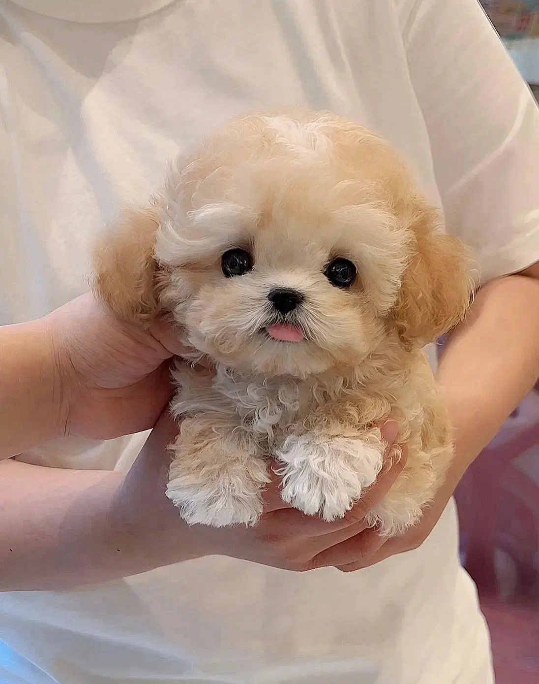 پودل کوچولو|سگ|مشهد, اقبال|دیوار