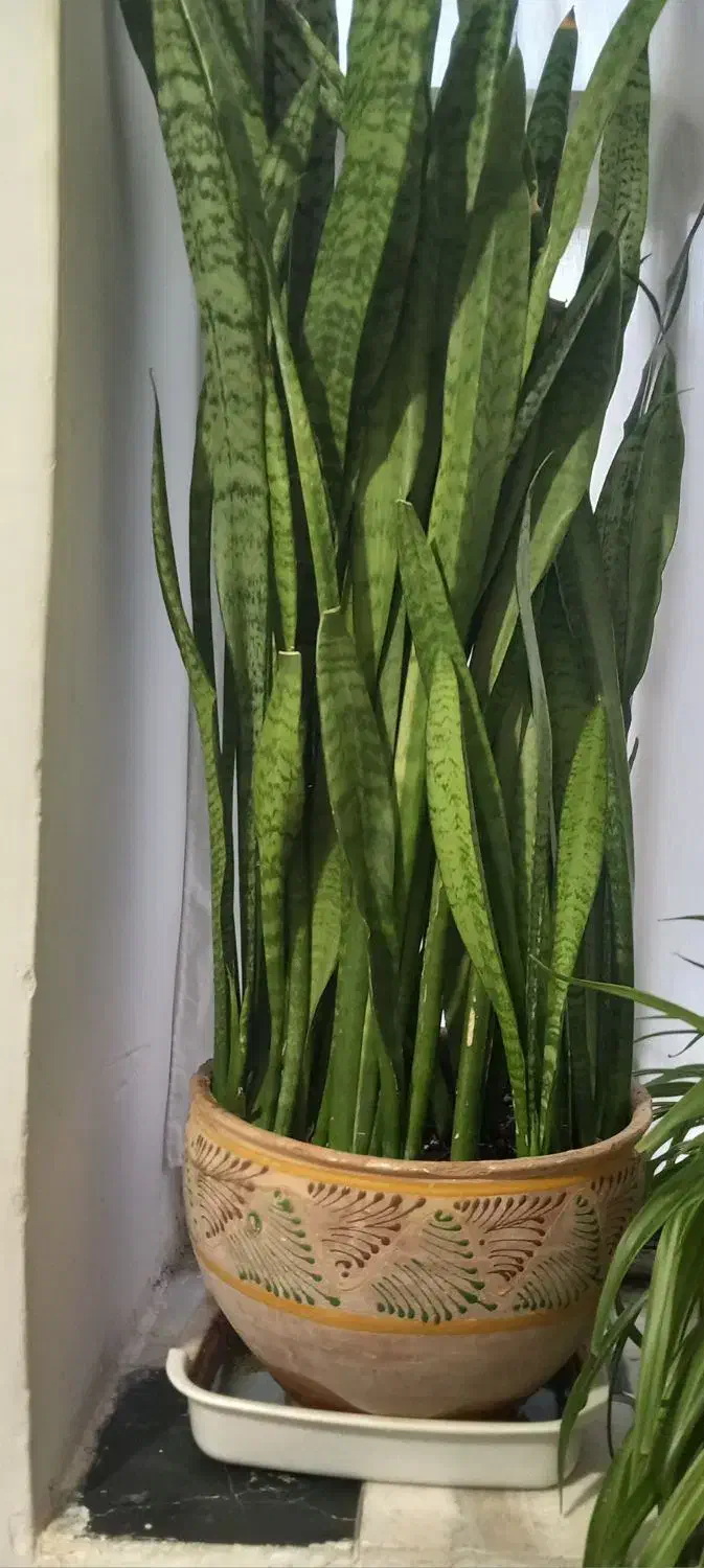 گلهای زیبا مخصوص خانم های خوش سلیقه|گل و گیاه طبیعی|کنگاور, |دیوار