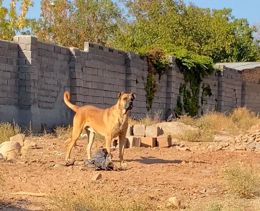 سگ سرابی|سگ|مهدی شهر, |دیوار
