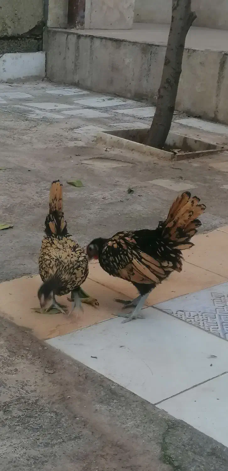 جوجه سبرایت|حیوانات مزرعه|نگین شهر, |دیوار