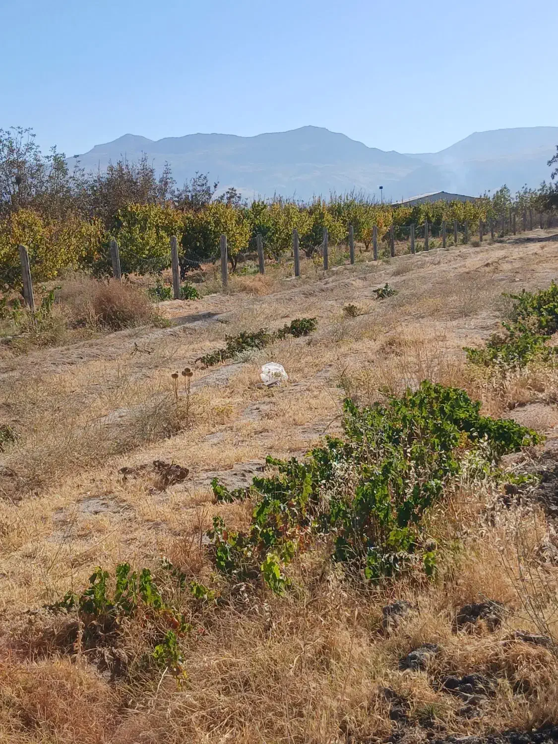 فروش زمین مسکونی|فروش زمین و ملک کلنگی|شیروان (لرستان), |دیوار