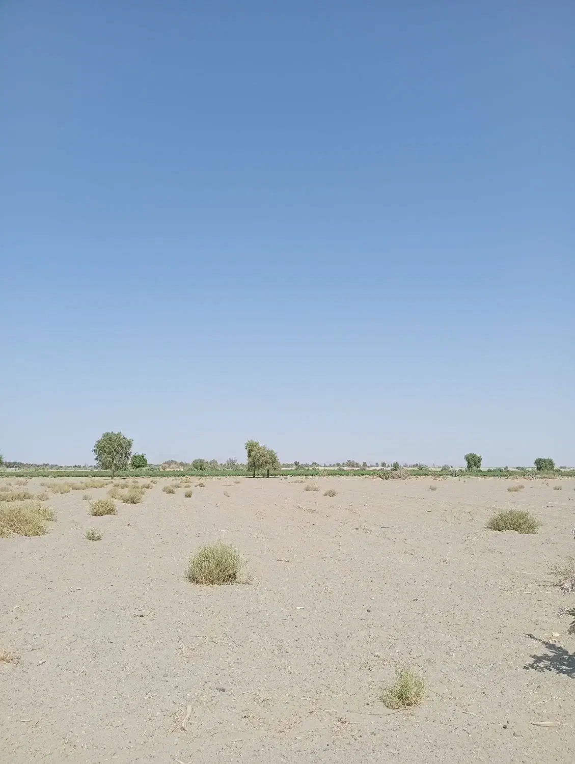 زمین کشاورزی. جهت کشت. پیاز و گوجه شراکتی|اجارهٔ دفتر صنعتی، کشاورزی، تجاری|کهنوج, |دیوار