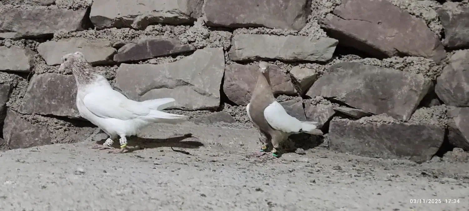 کله هفت رنگ و سینه زرد|پرنده|مشهد, میان ولایت|دیوار