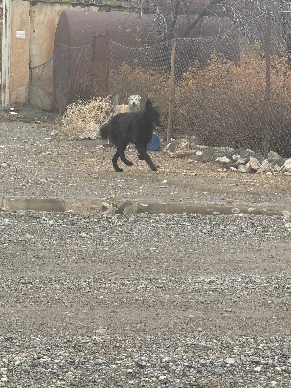 ژرمن شپرد اصیل مشکی ۸ ماهه|سگ|کرمانشاه, |دیوار