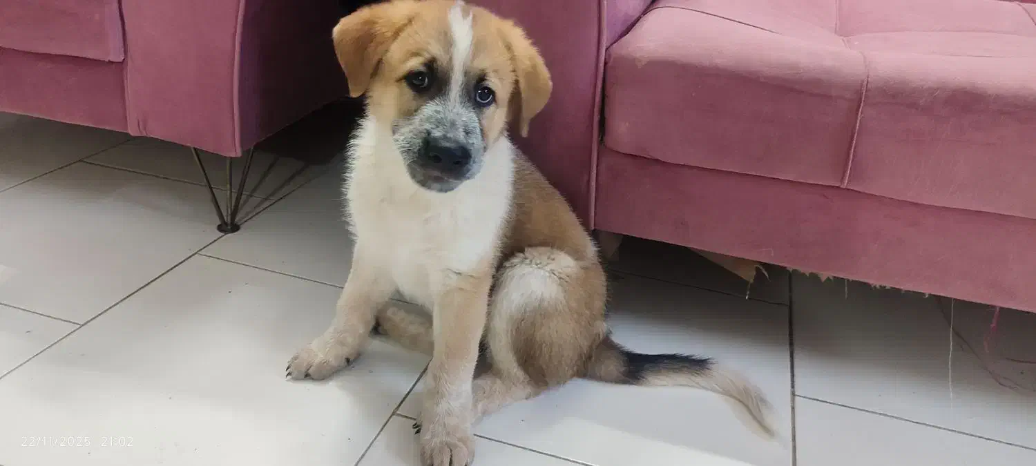 فروش سگ ژرمن سرابی|سگ|پاکدشت, شهرک امام رضا|دیوار