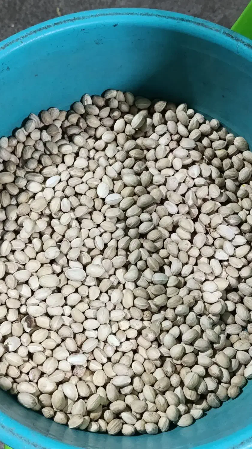 پسته اکبری و خرما زرد عسلی|خوردنی و آشامیدنی|تهران, مدائن|دیوار