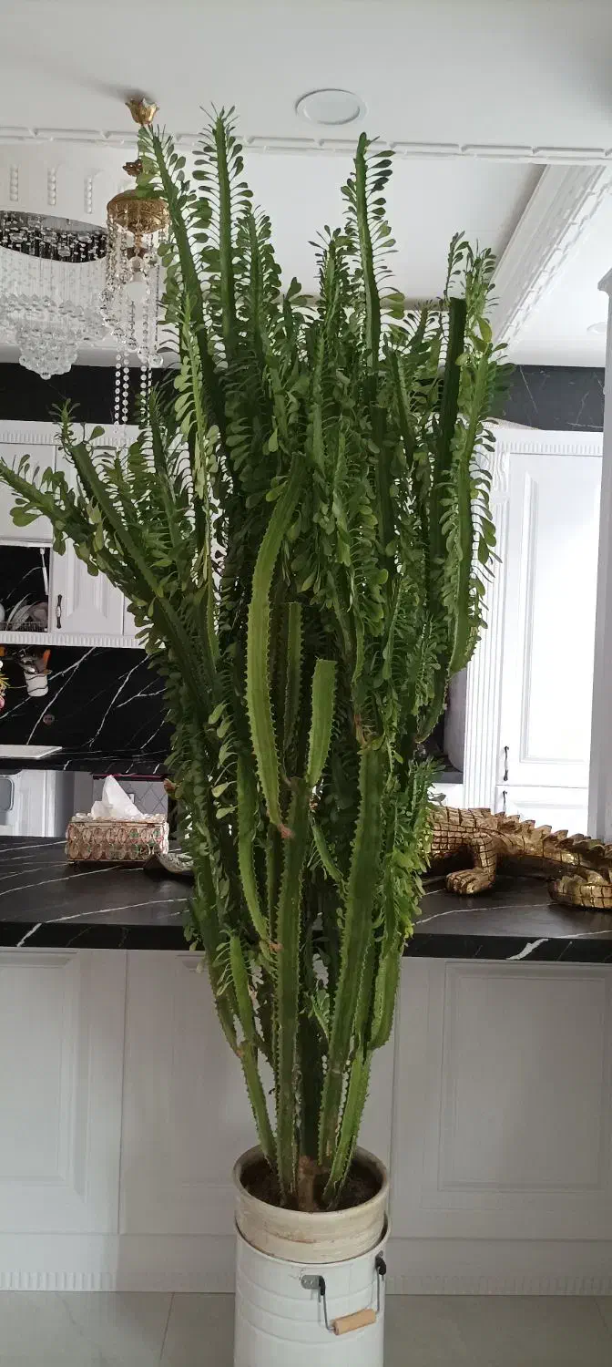 گل طبیعی|گل و گیاه طبیعی|کامیاران, |دیوار