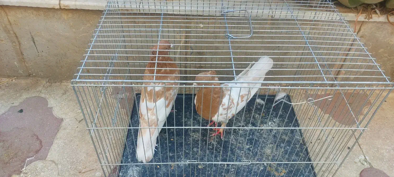 یه جفت کله زرد|پرنده|شیراز, شهرک زینبیه|دیوار