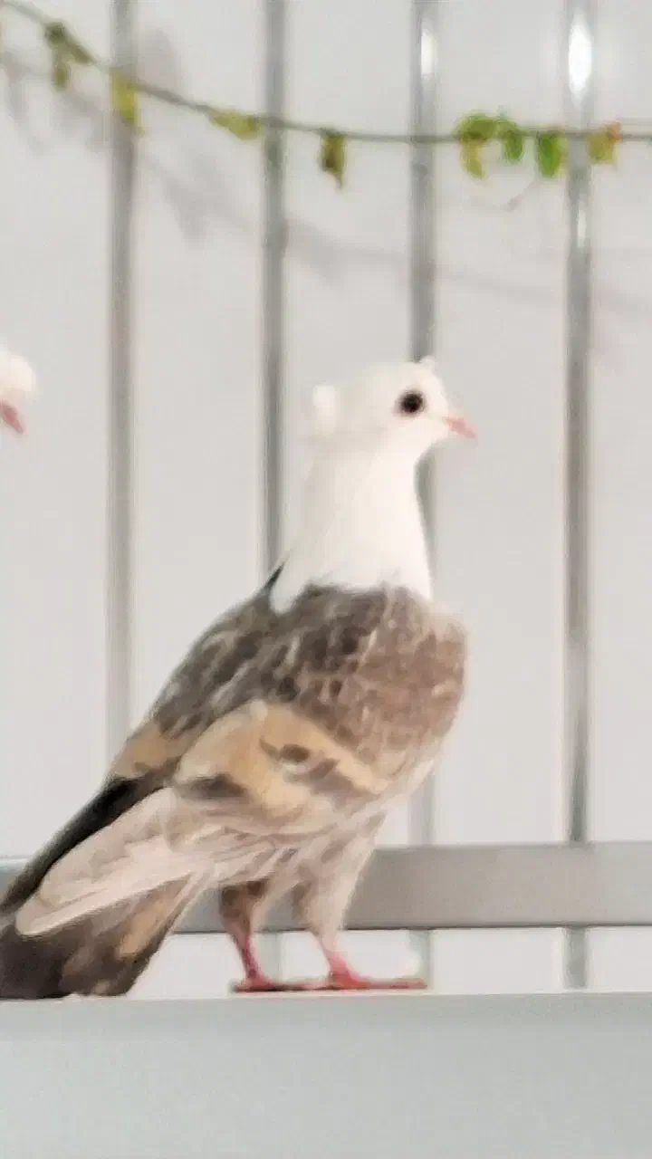 کفترکلاغ کربلایی کاکلی کله سفیدسر سفید کاکلی|پرنده|کاشمر, |دیوار