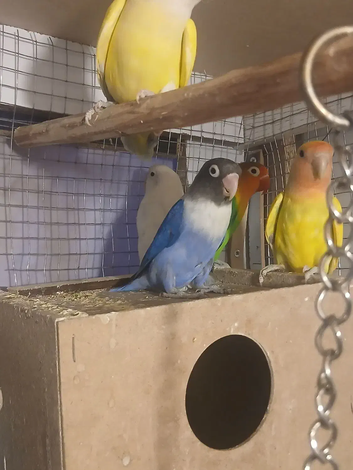 کوتوله|پرنده|یزد, |دیوار