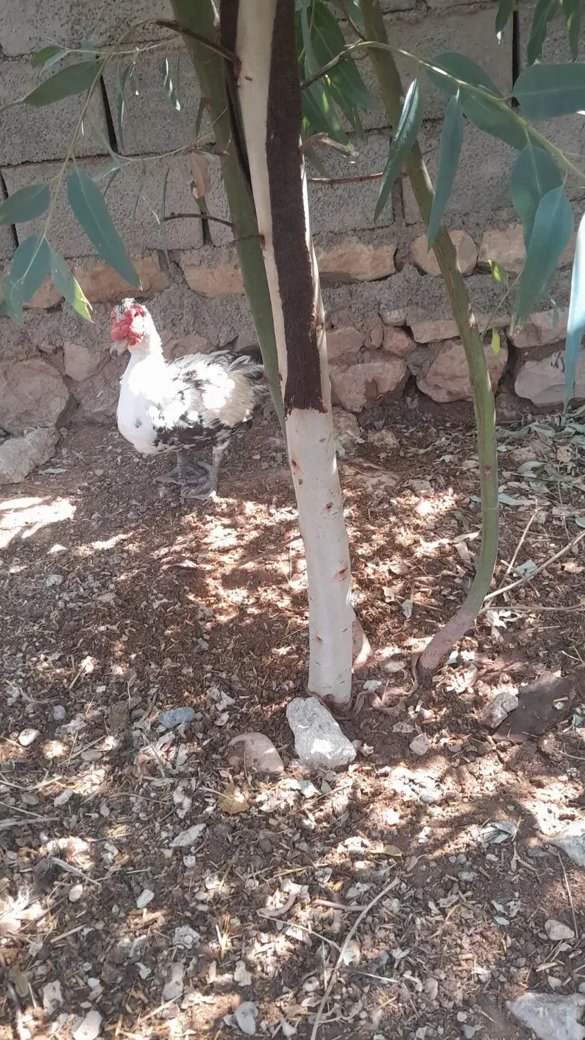 فروش اردک روسی|حیوانات مزرعه|هندمینی, |دیوار