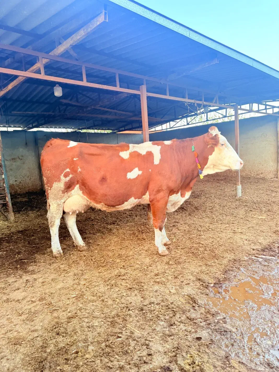 گاو قرمز تلقیح شده شیری|حیوانات مزرعه|بندر ترکمن, |دیوار