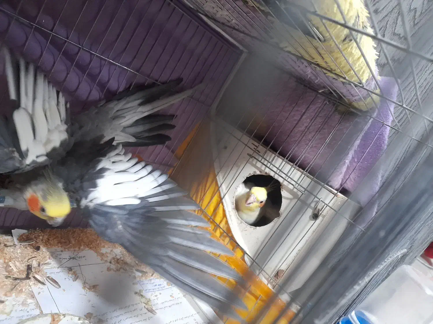 فروش ۲ جفت بالغ روی تخم و یک نر لوتینو|پرنده|مشهد, بهمن|دیوار