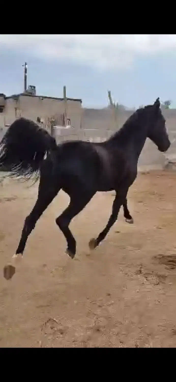 اسب نریون|اسب و تجهیزات اسب‌سواری|جناح, |دیوار