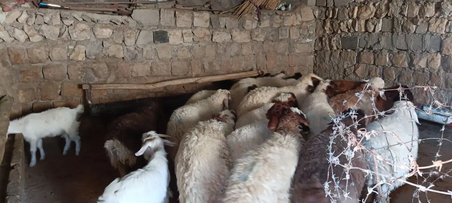 15بره صادراتی|حیوانات مزرعه|سیوان, |دیوار