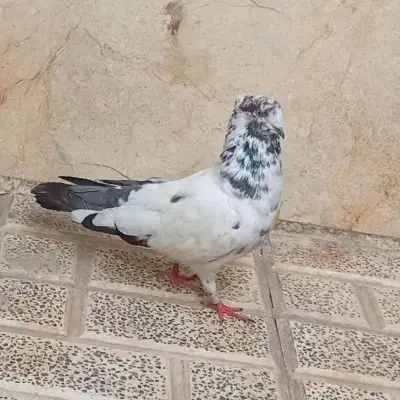 کفتر کله دم سبز|پرنده|تهران, مشیریه|دیوار