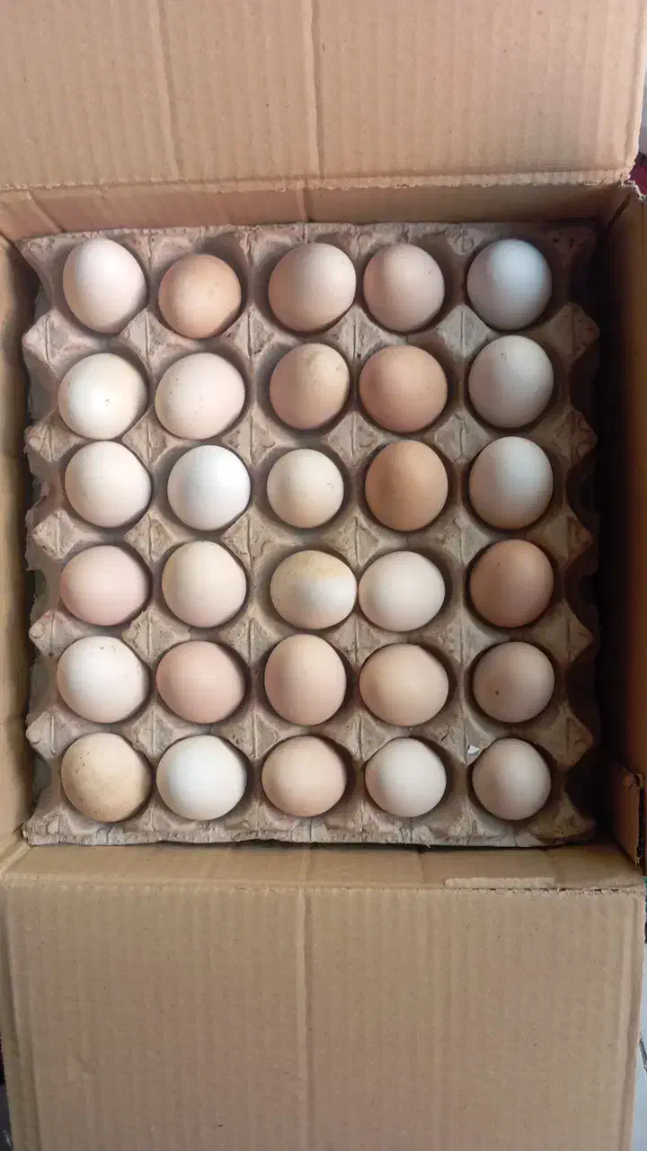 تخم مرغ محلی نطفه دار|خوردنی و آشامیدنی|پاکدشت, پاکدشت (مامازند)|دیوار