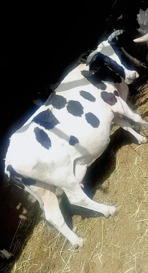 کاو|حیوانات مزرعه|شیراز, شاپورجان|دیوار