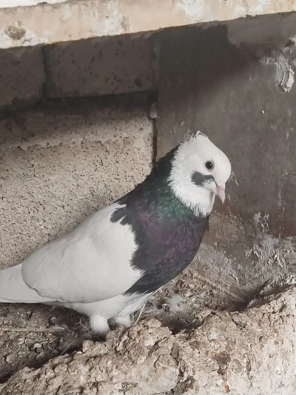 کبوتر|پرنده|برازجان, |دیوار