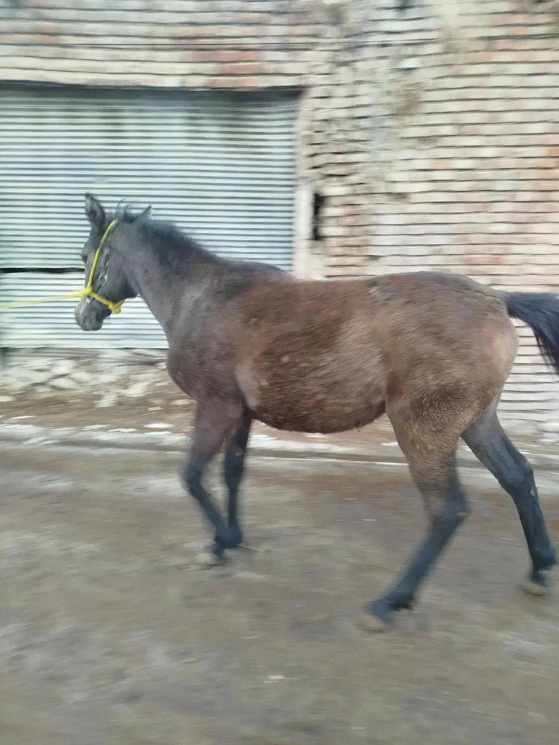 اسب|اسب و تجهیزات اسبسواری|سلماس, |دیوار