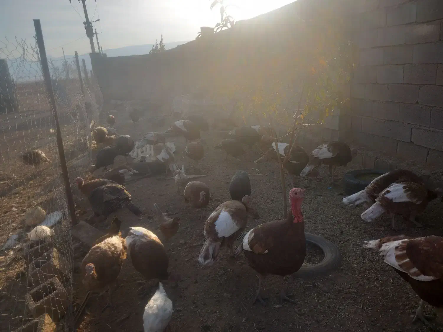 ۶ عدد بوقلمون نر محلی|حیوانات مزرعه|ماهیدشت, |دیوار