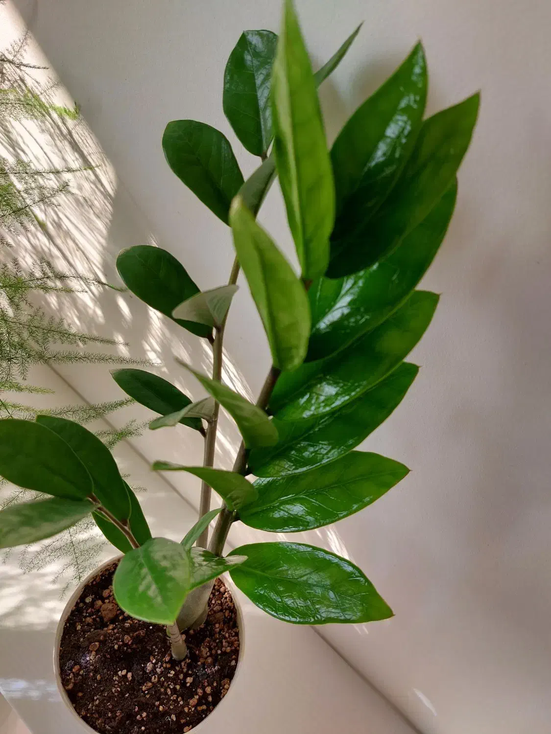 انواع گل و گلدان زاموفیلیا|گل و گیاه طبیعی|فردیس, فردیس|دیوار